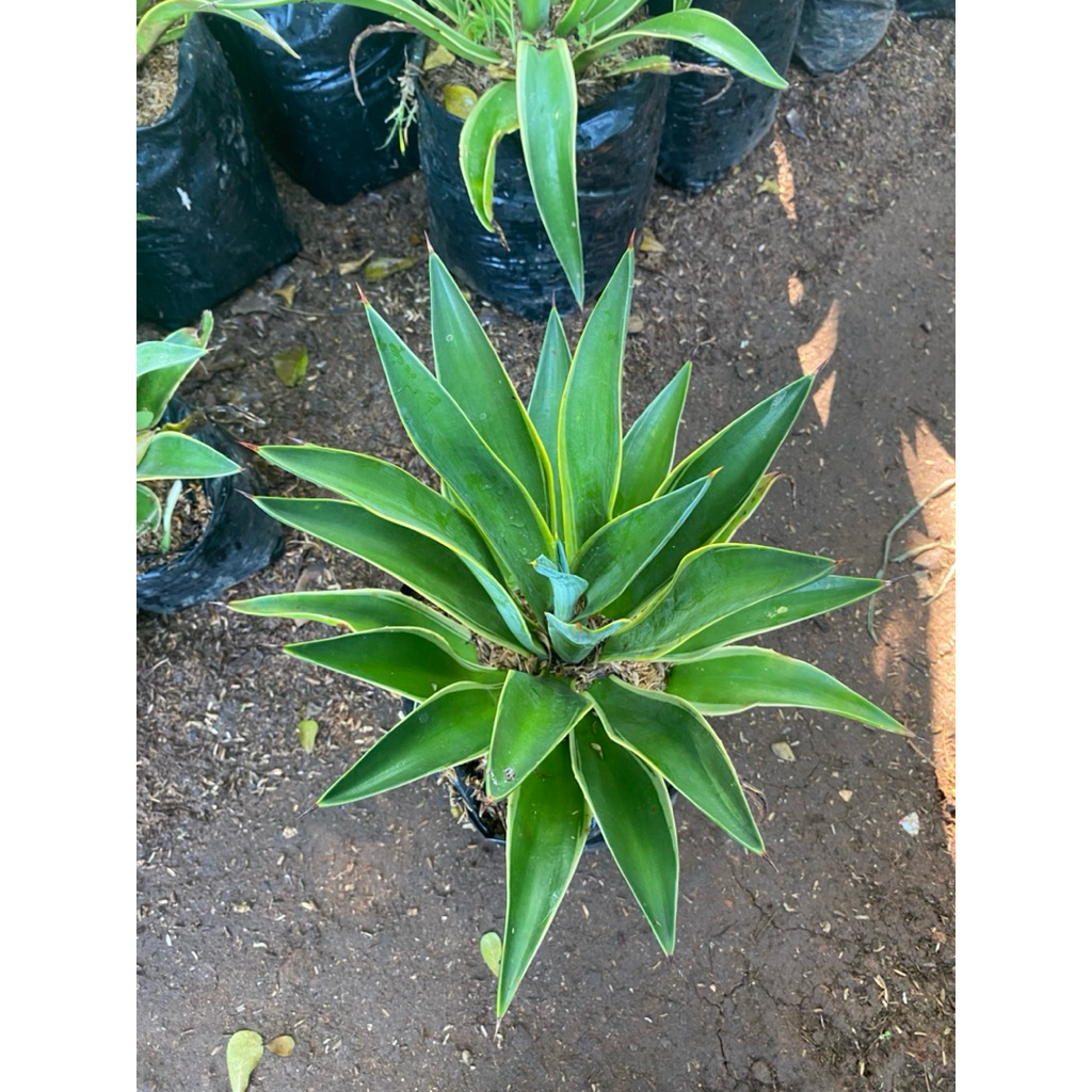 TANAMAN HIAS AGAVE AMERICANA