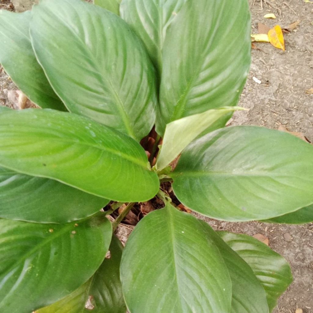 sepatu filum bangkok