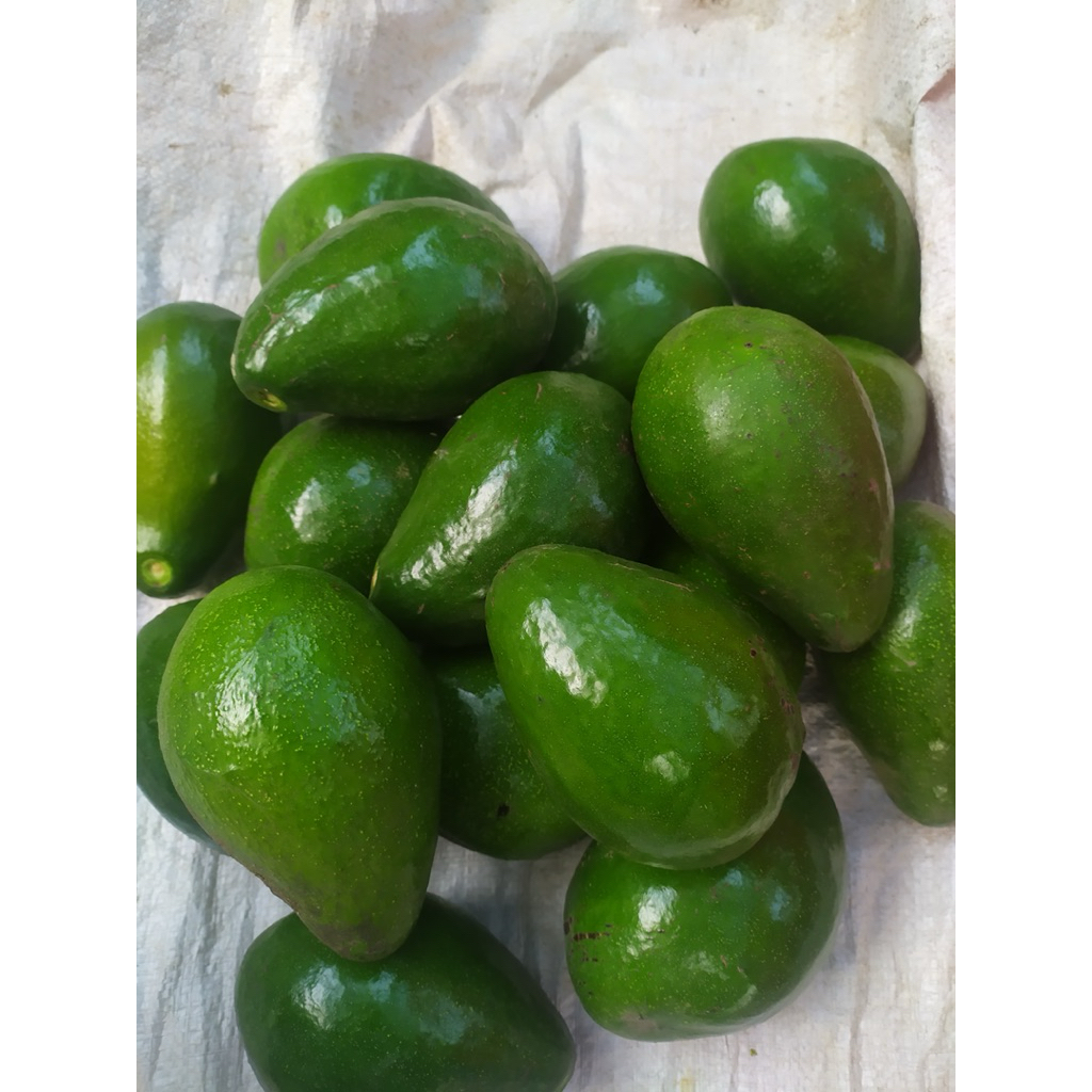 

Alpukat mentega grade A ( 1 kg isi 2-3 buah)