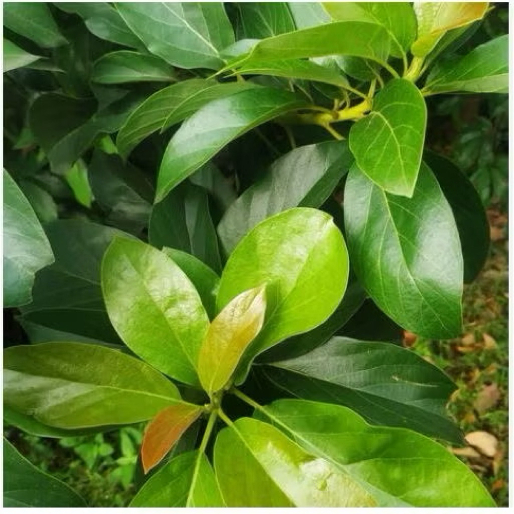 

Daun alpukat petik dari kebun alami Sidoarjo Jawa Timur