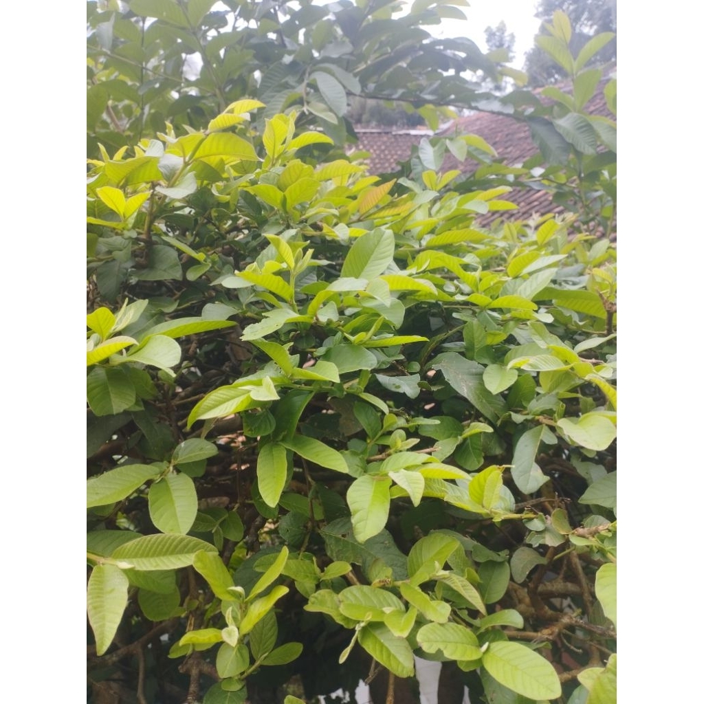 

Daun jambu segar ( 500 gr )