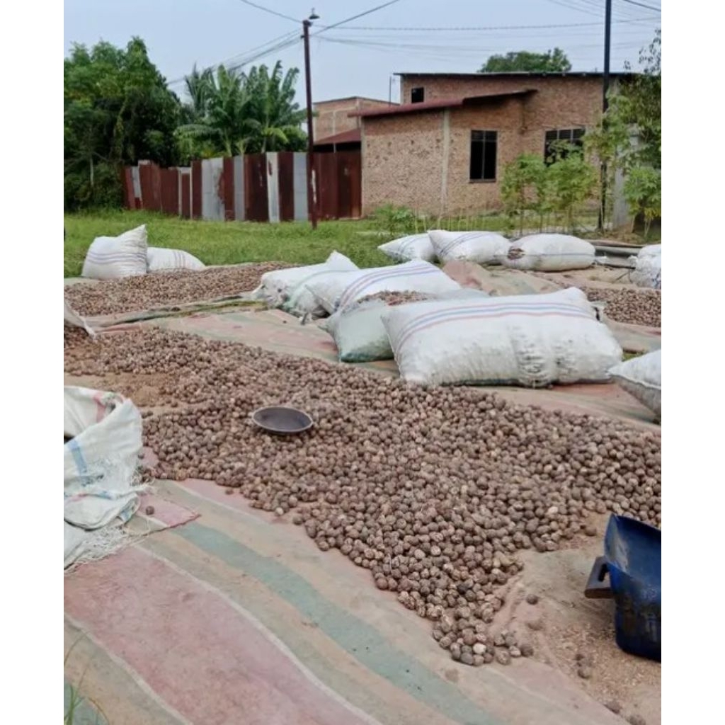 

KEMIRI BULAT UTUH SUPER