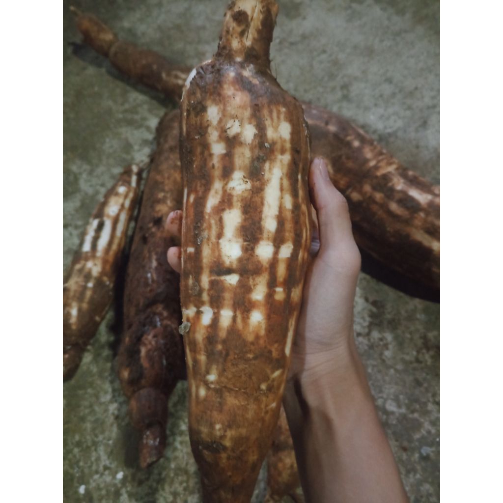 

umbi singkong mentega super, asli 100% (1kg)