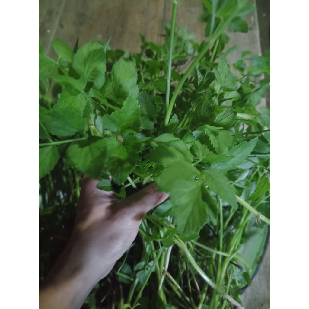 

lalapan tespong segar 250 gram