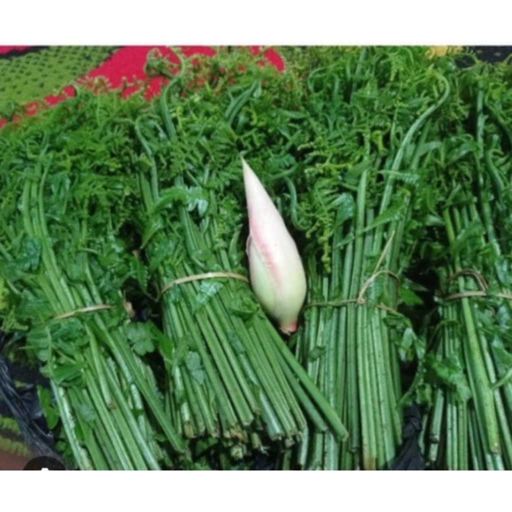 

pakis,sayur,segar,baru,petik,500g