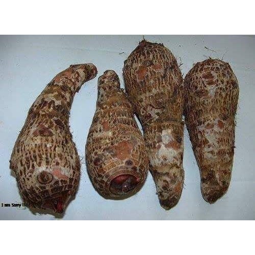 

Umbi talas pulen segar 1 kg,ubi talas kimpul