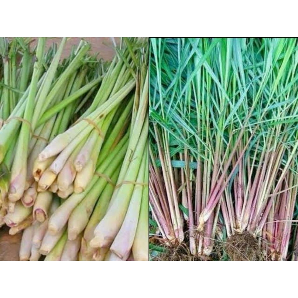 

sereh fresh segar per iket