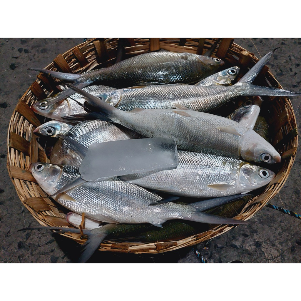 

ikan bandeng super segar dibersihkan