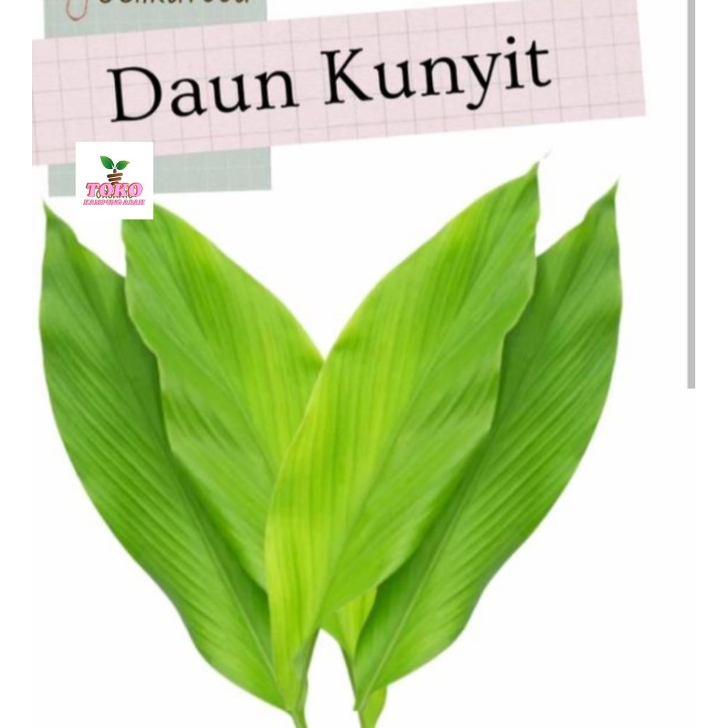 

daun kunyit per lembar