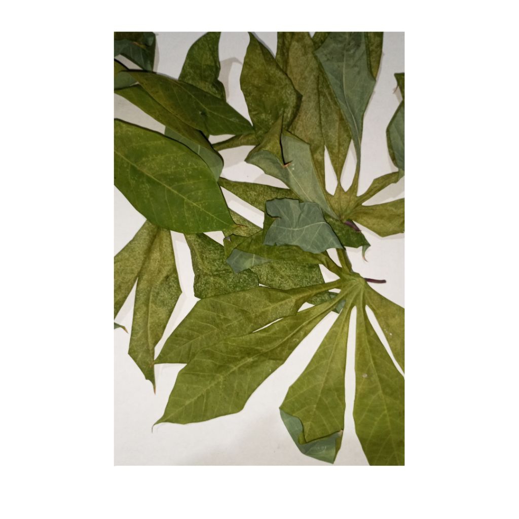 

Daun Singkong Kering Alami | Natural Dried Cassava Leaves