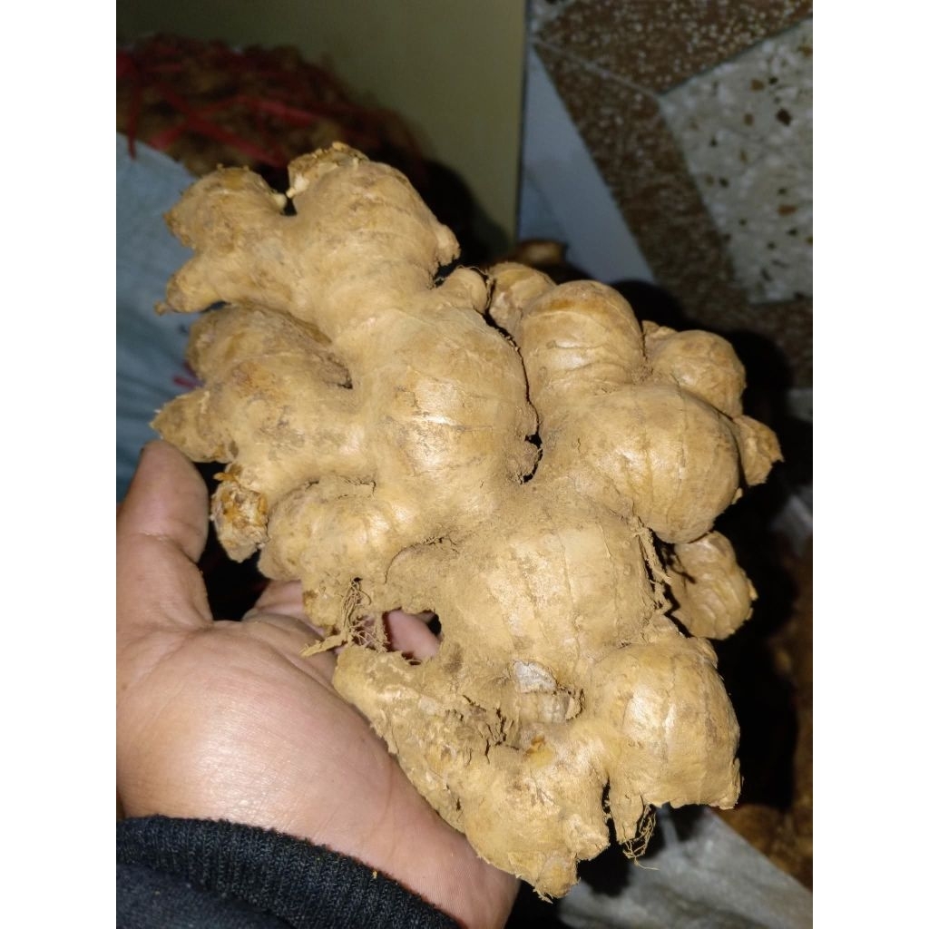 

Jahe lokal segar 1kg super pedas berkualitas