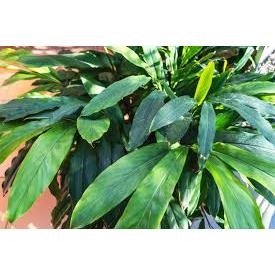 

DAUN KAPULAGA / DAUN KAPOL SEGAR 500GRAM