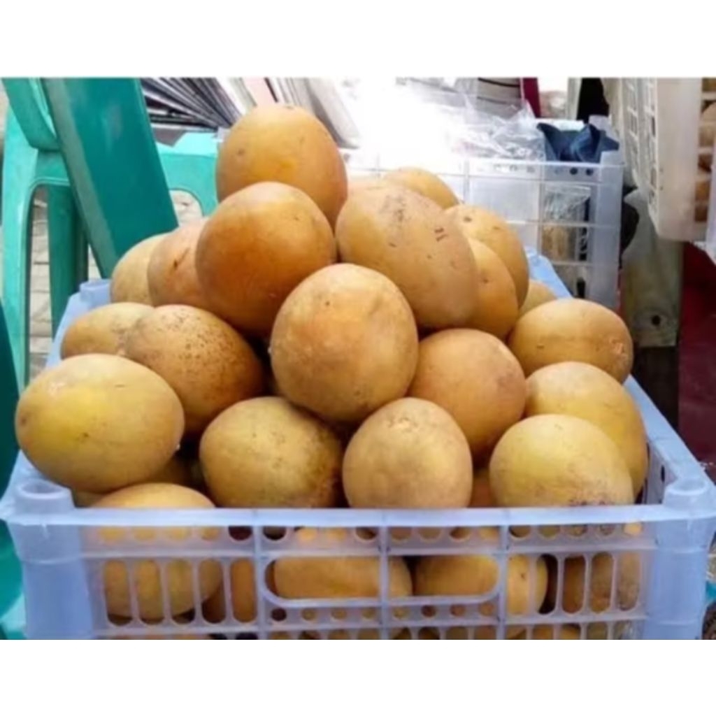 

Buah Sawo Mentah Tua Asli Pangandaran 1kg - Segar & Alami