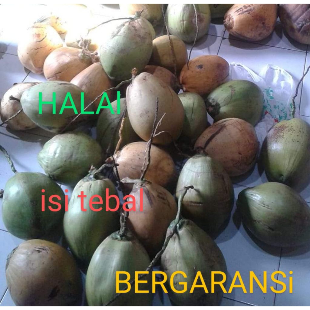 

kopyor Pati UK kecil 35-39cm