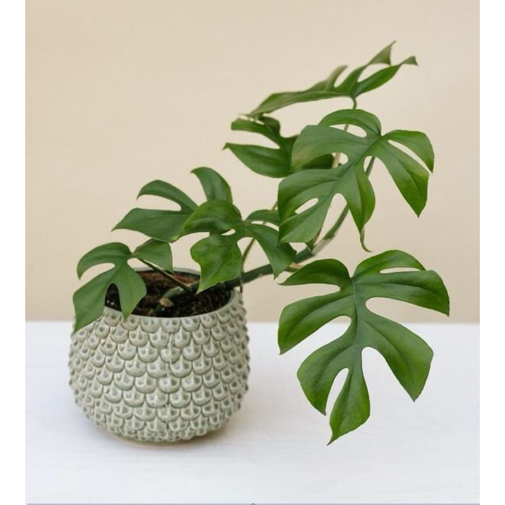 tanaman hias monstera rhapidopora tetrasperma - monstera rhapidopora