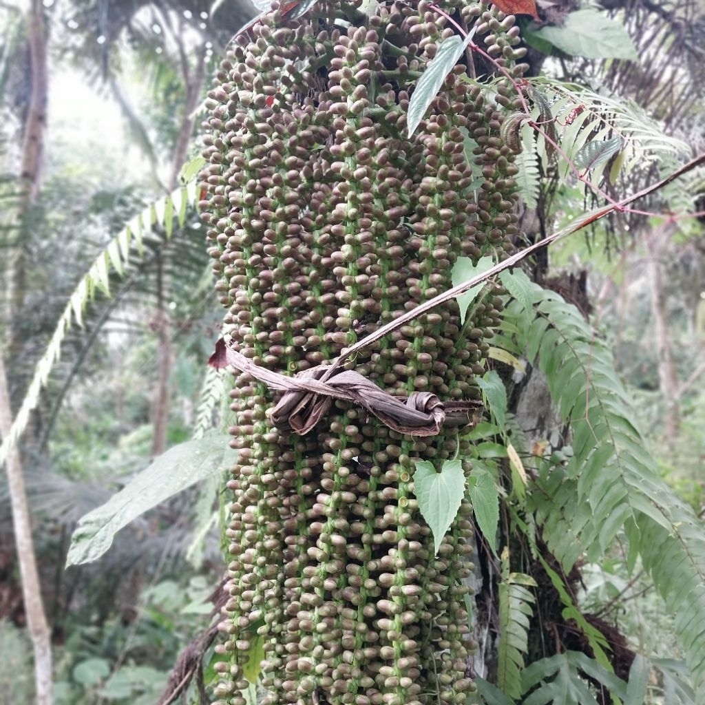 

Bunga Aren Segar Fress Organik 1Kg Pakan Alternatif Dan Obat Tradisional