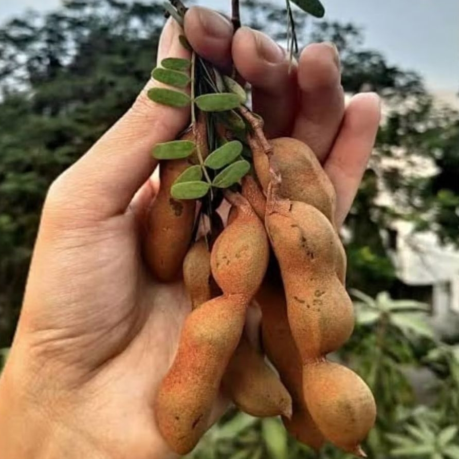 

250 gram Asam Jawa Mentah Segar ada order baru petik