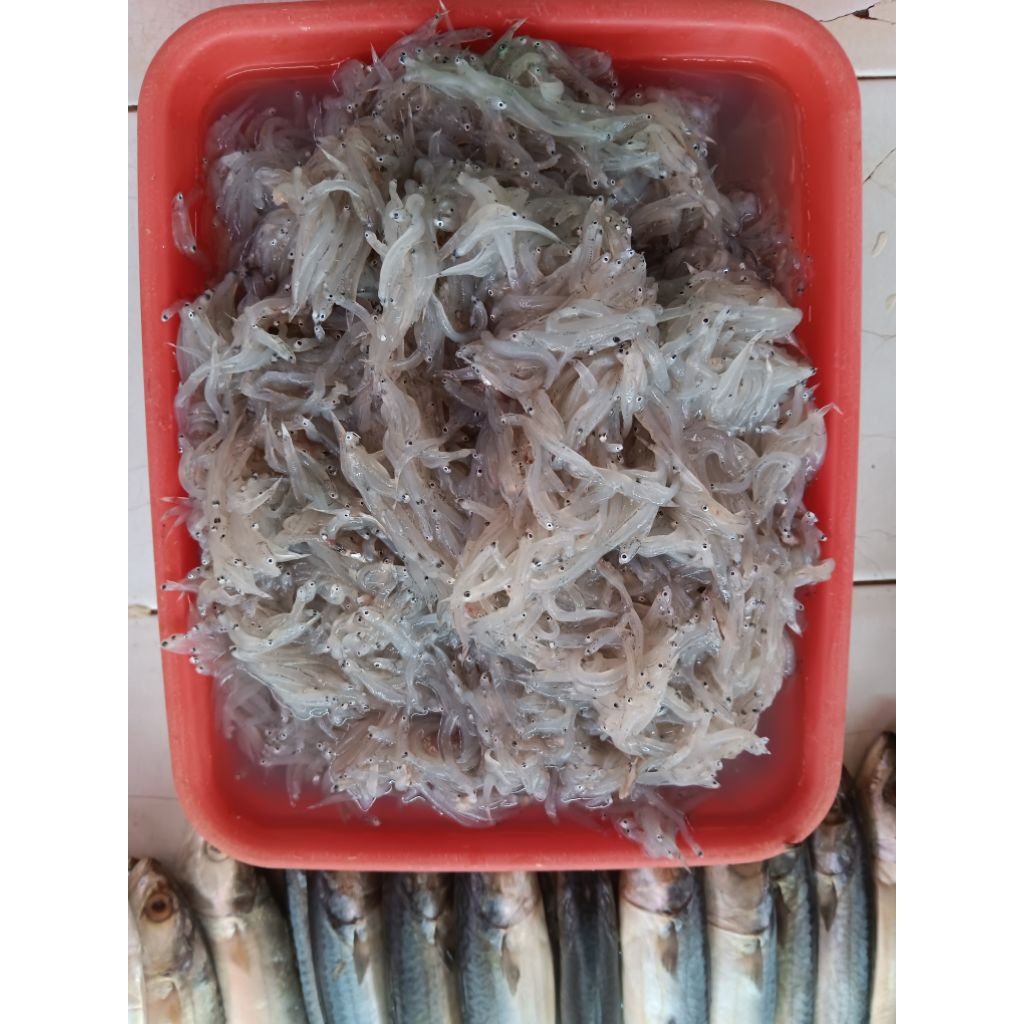 

IKAN TERI NASI BASAH