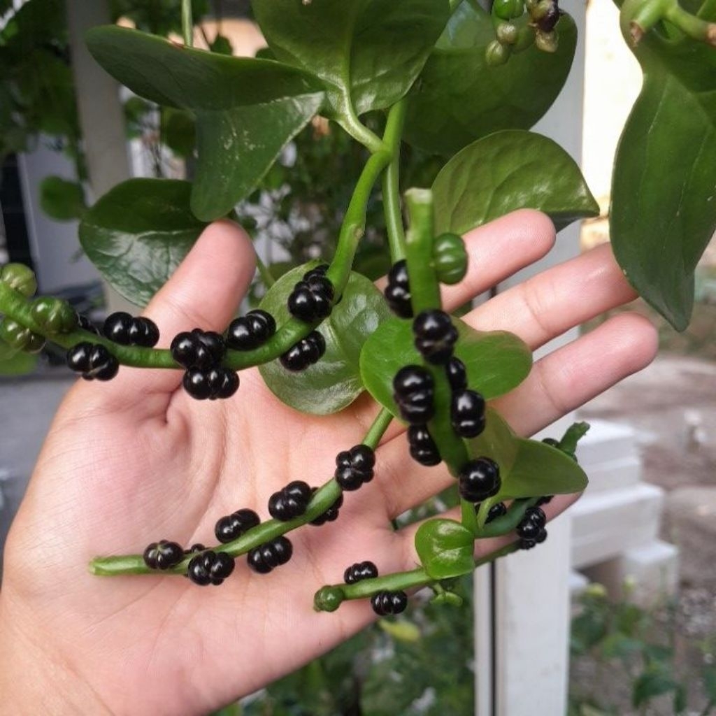 

Buah Angkung (Obat stroke alami ) 200 Biji 100% Original