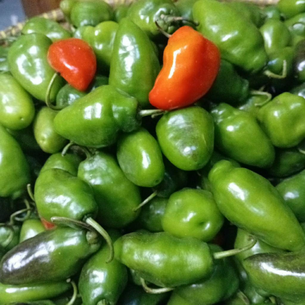 

SPESIAL jual BABY GENDOT SEGAR ISI 500gr, SPESIAL BUAH/SAYUR CABE GENDOT SEGAR