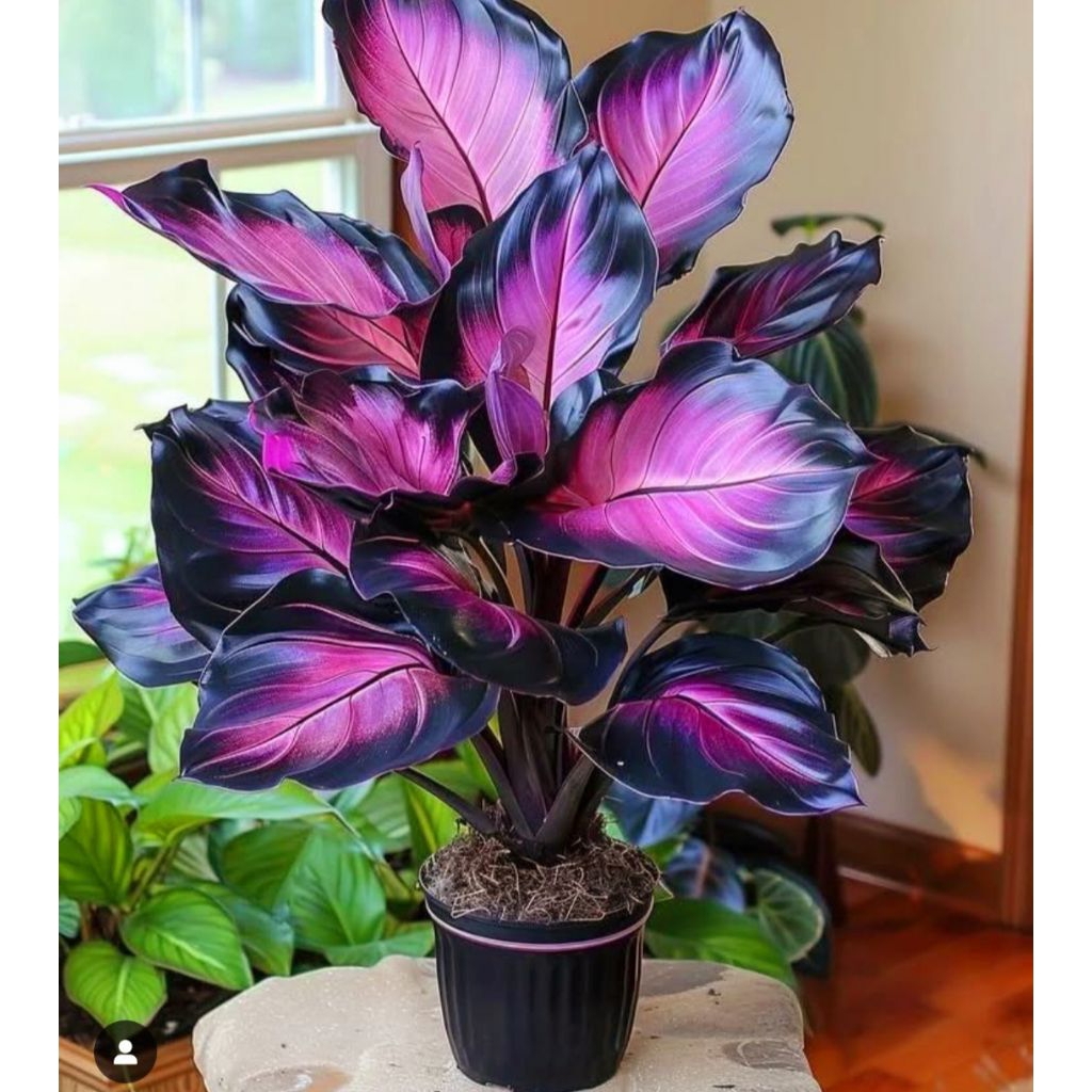 Tanaman Hias Calathea Black/ Tanaman hias mini/ Bunga hidup/ tanaman/ Bibit bunga hiasan/ Tanaman hi