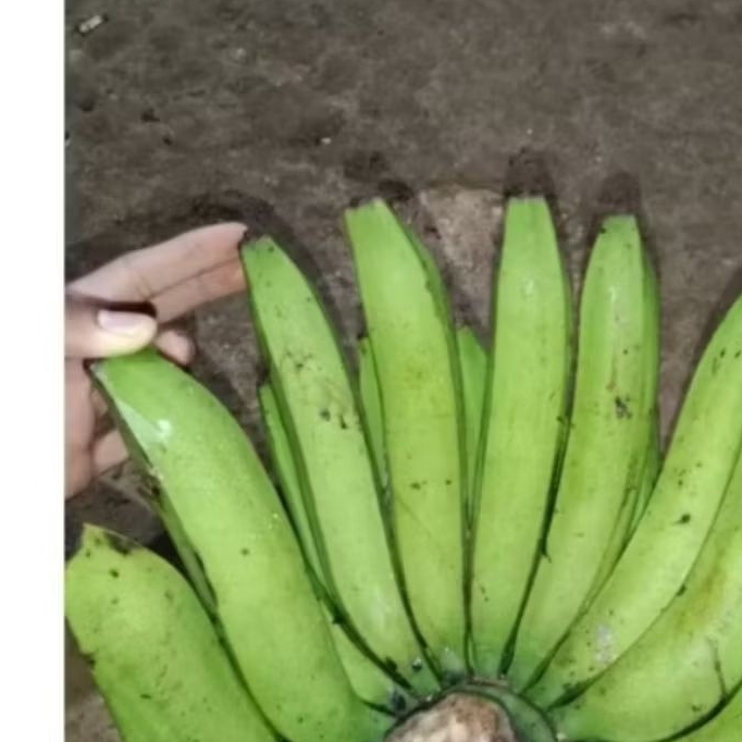 

pisanga(nangka)mentah bahan untuk gorengan