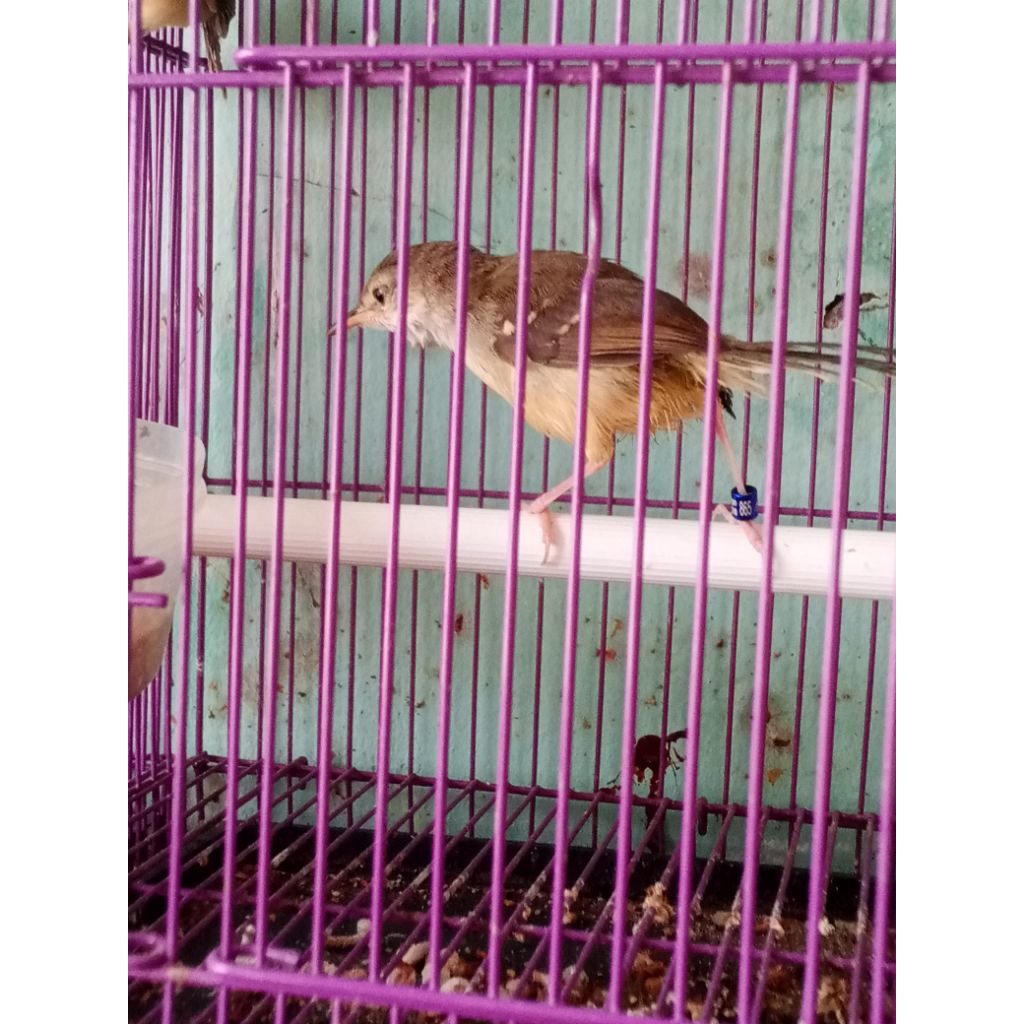 ciblek semi lokal Jawa Timur cisem ternakan pake ring jantan