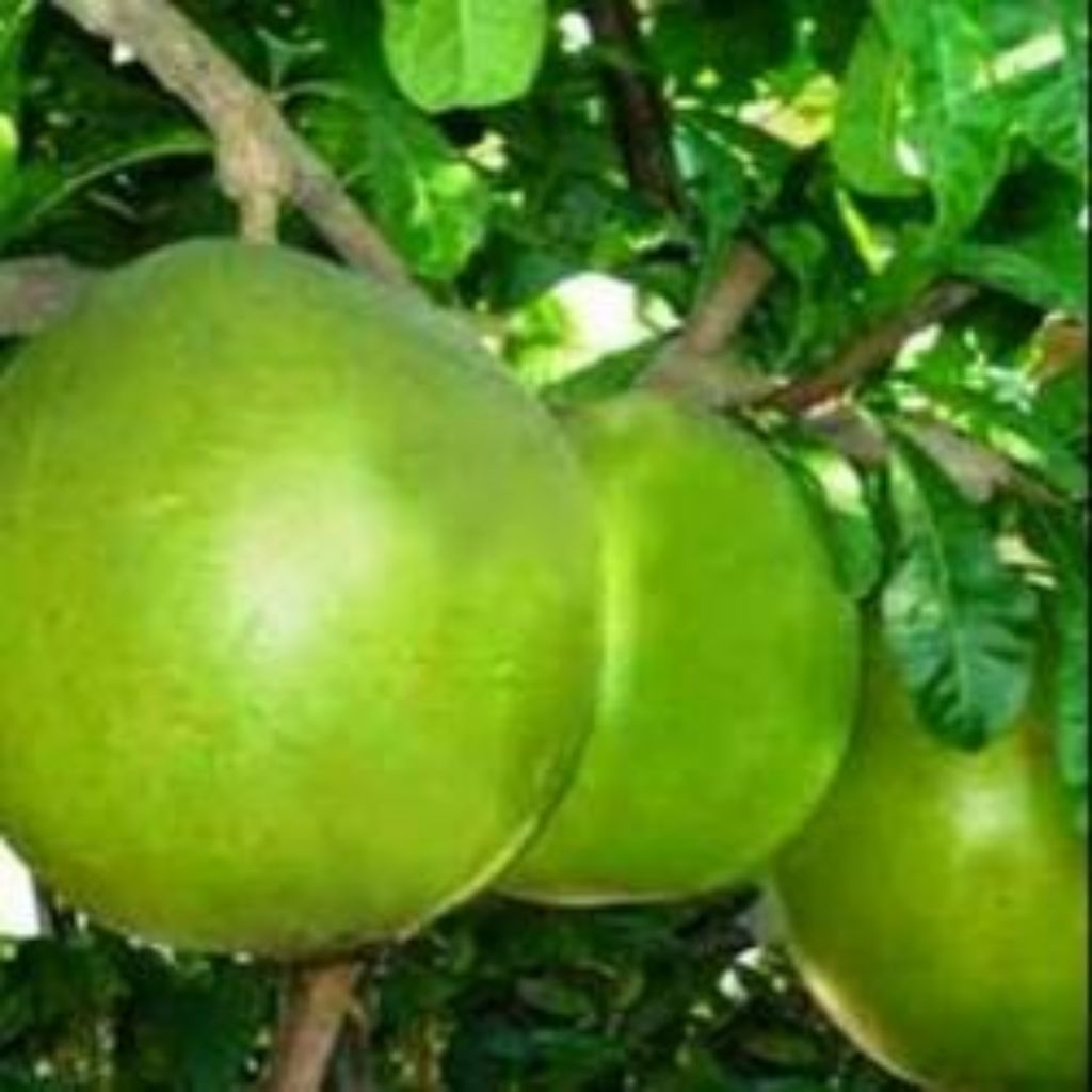 

Buah maja atau buah bernuk segar ukuran besar obat herbal per 1 buah