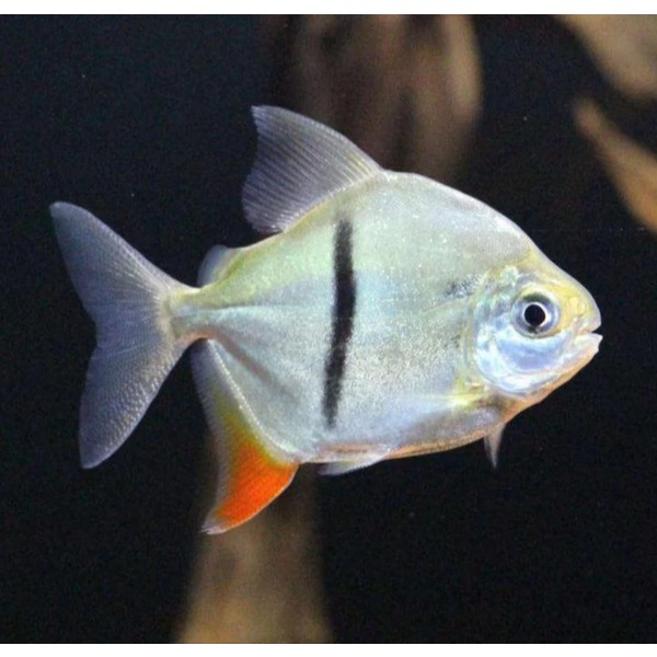 Thinbar Silver Dollar Size 4 cm (Myleus schomburgkii) Langka & Jarang ada