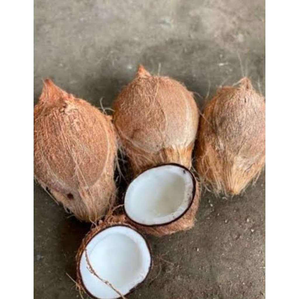 

kelapa tua Fresh ukuran jumbo kualitas terjamin TERMURAH perbutir