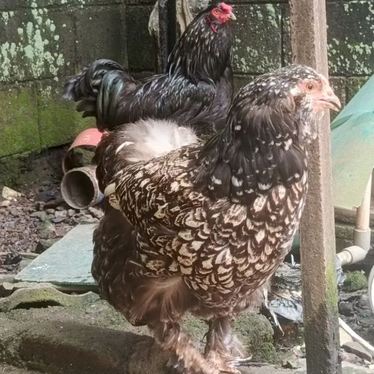Ayam Brahma Sepasang Indukan