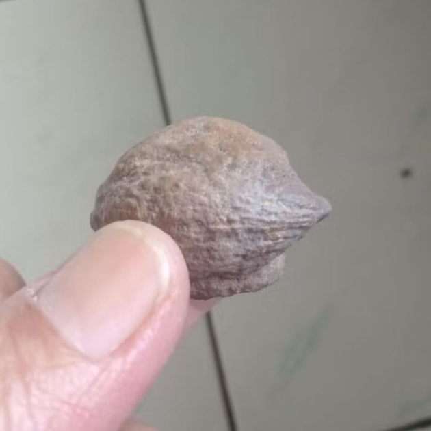 Kemiri Adu Muncang Adu Yanti Arum Ori Pasangan Mewah