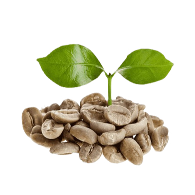 

Biji Kopi Excelsa (Kopi Nangka) Mentah Rempahlu– Varietas Langka dengan Cita Rasa Tropis