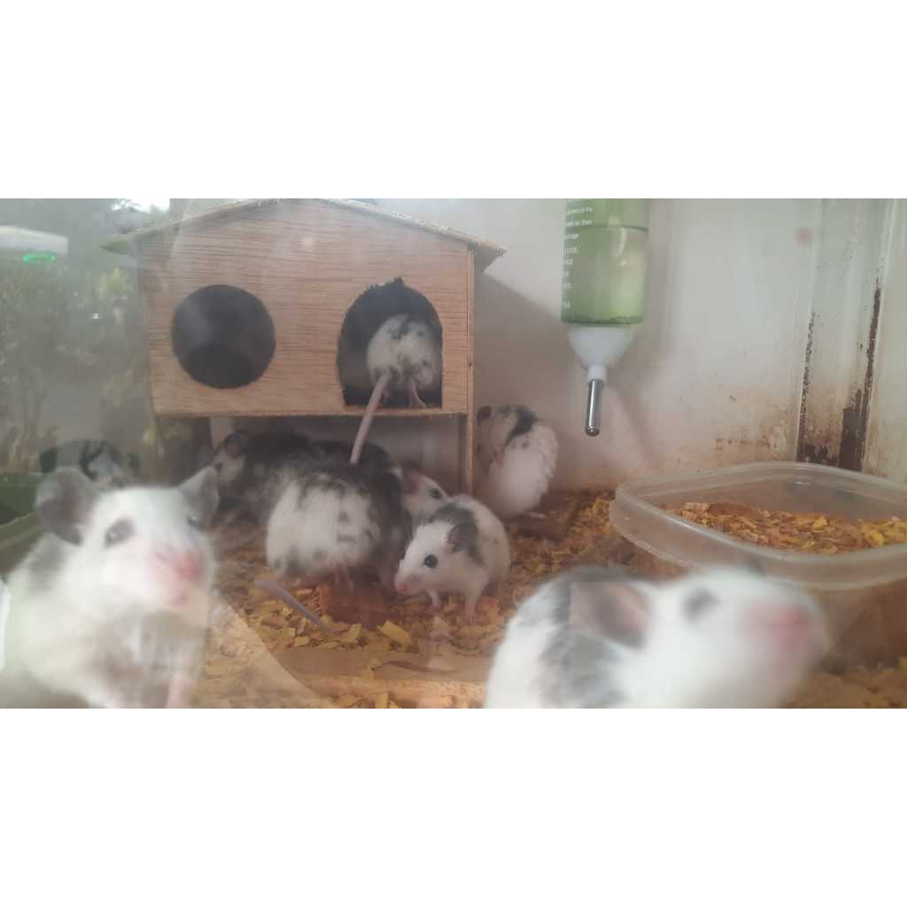 Tikus ASF African Soft Fur - Pakan hewan reptil ball phtyn - Dewasa 41-55gr