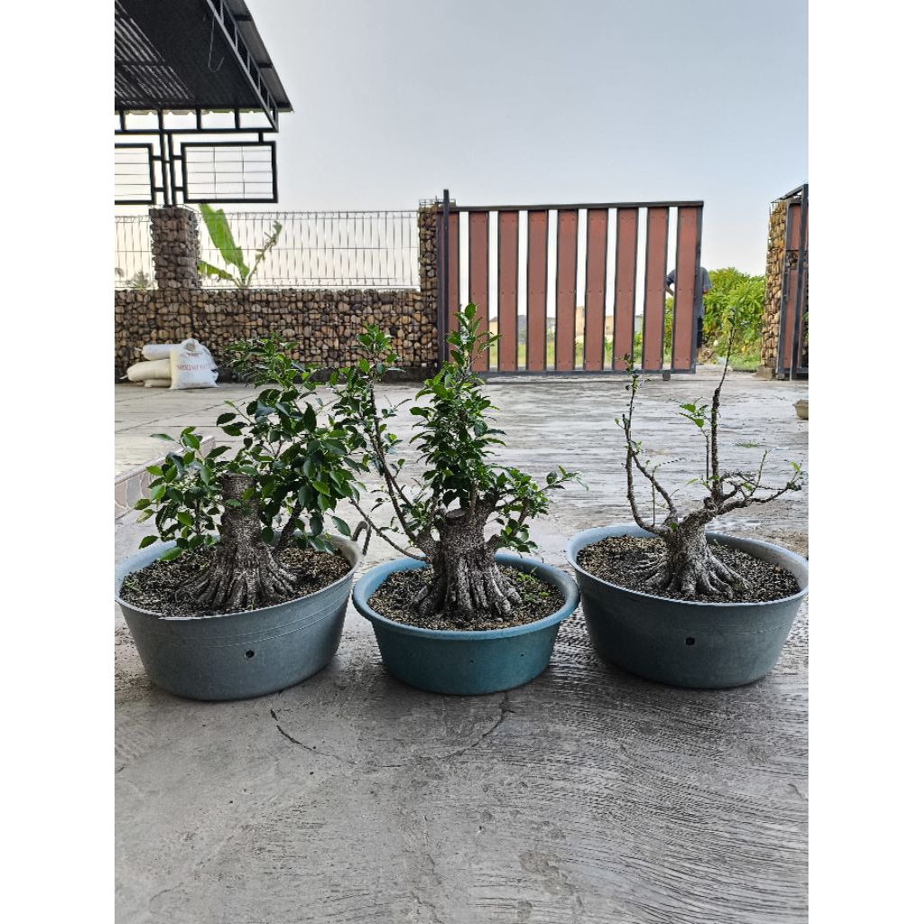 kimeng program lingkar 40