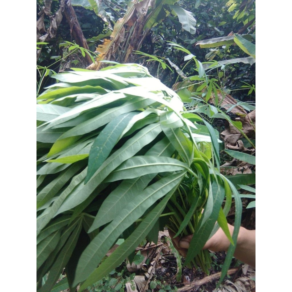 Bibit Ubi Kayu Saluang