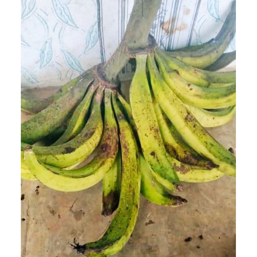 

1 Kg Pisang Tanduk Byar Fresh Jumbo