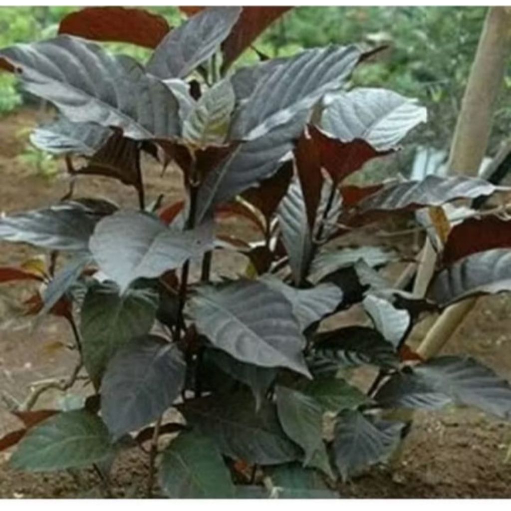 

DAUN UNGU HERBAL MENGOBATI AMBEYEN