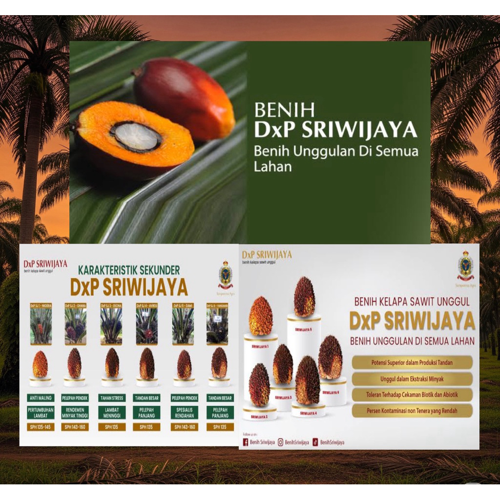 (TERLARIS DI SHOOPE)SAWIT BIBIT UNGGULAN SRIWIJAYA BSM (PT BINA SAWIT MAKMUR) ISI 250 BUTIR SUDAH BE