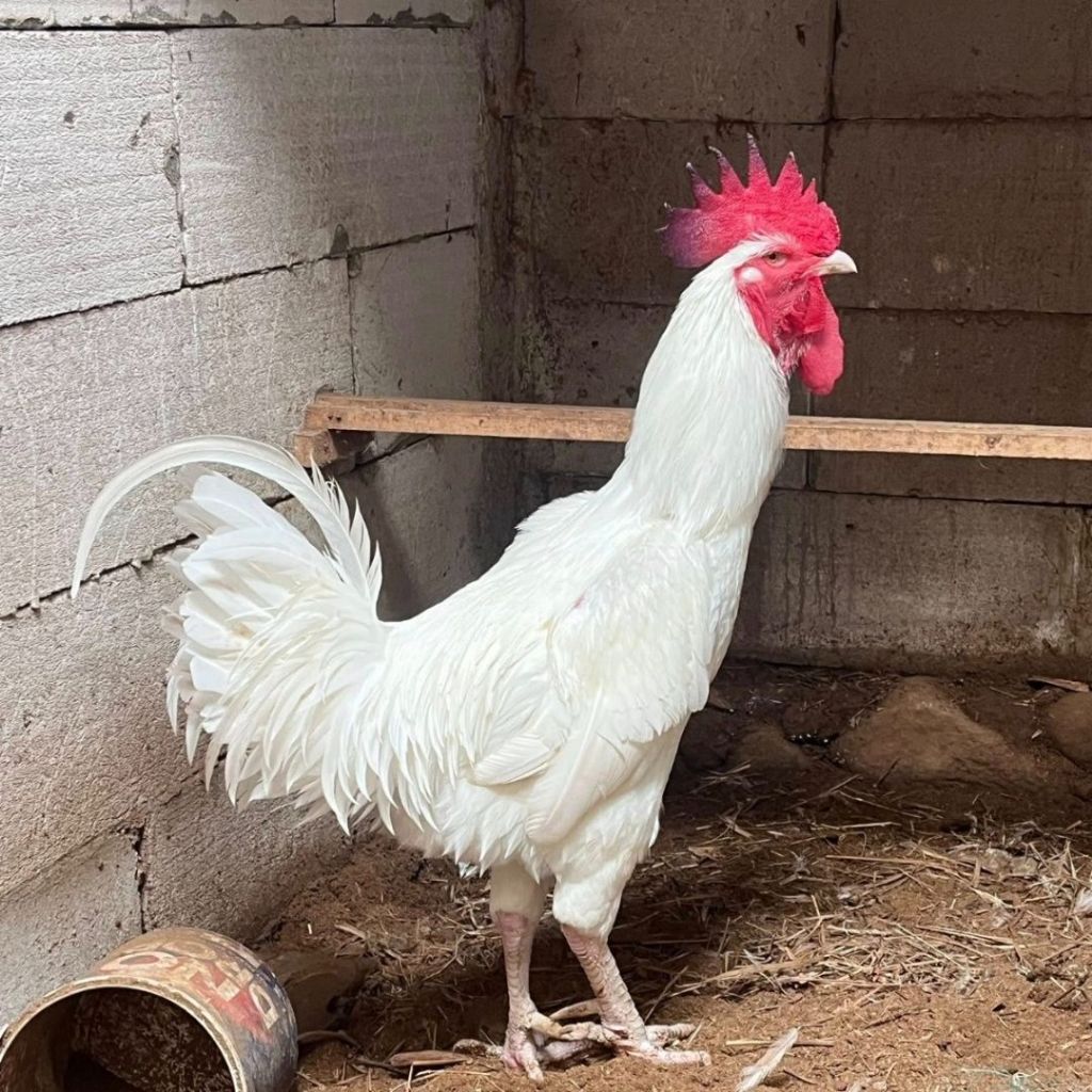 

Telur Ayam Pelung Bodas Blorok Untuk Ditetaskan Fertil
