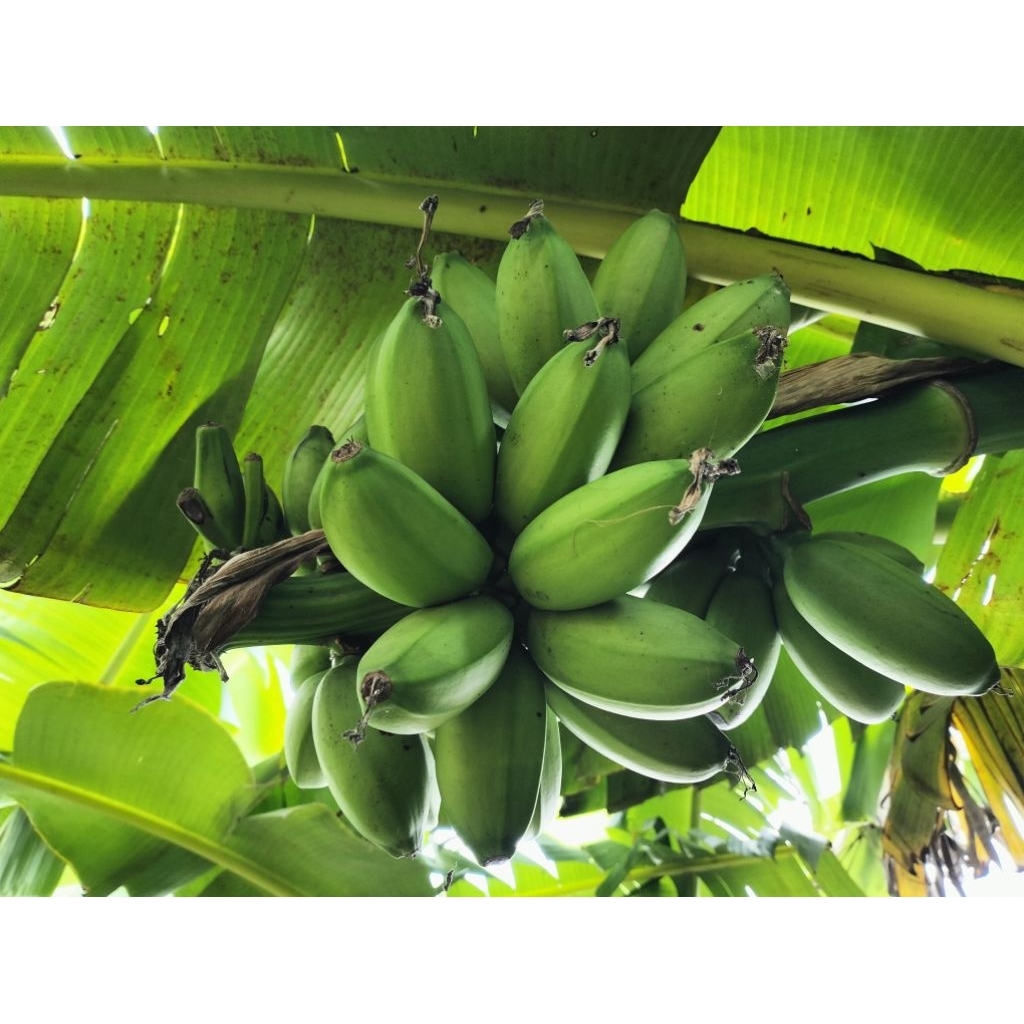 

Buah pisang jambe / pisang pinang