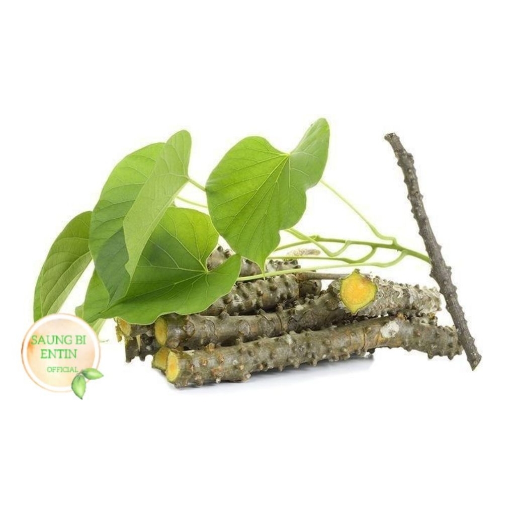 

Batrawali | Berotowali Segar 5 Batang Organik Herbal Alami Obat Peradangan