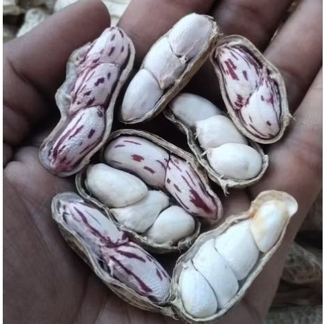 

KACANG TANAH MADU SUPER BERSIH 1000 GRAM