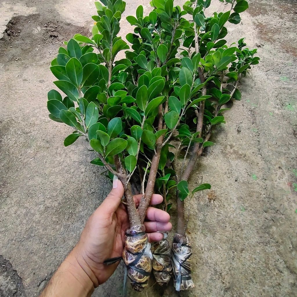BAHAN BONSAI BERINGIN KOMPAKTA