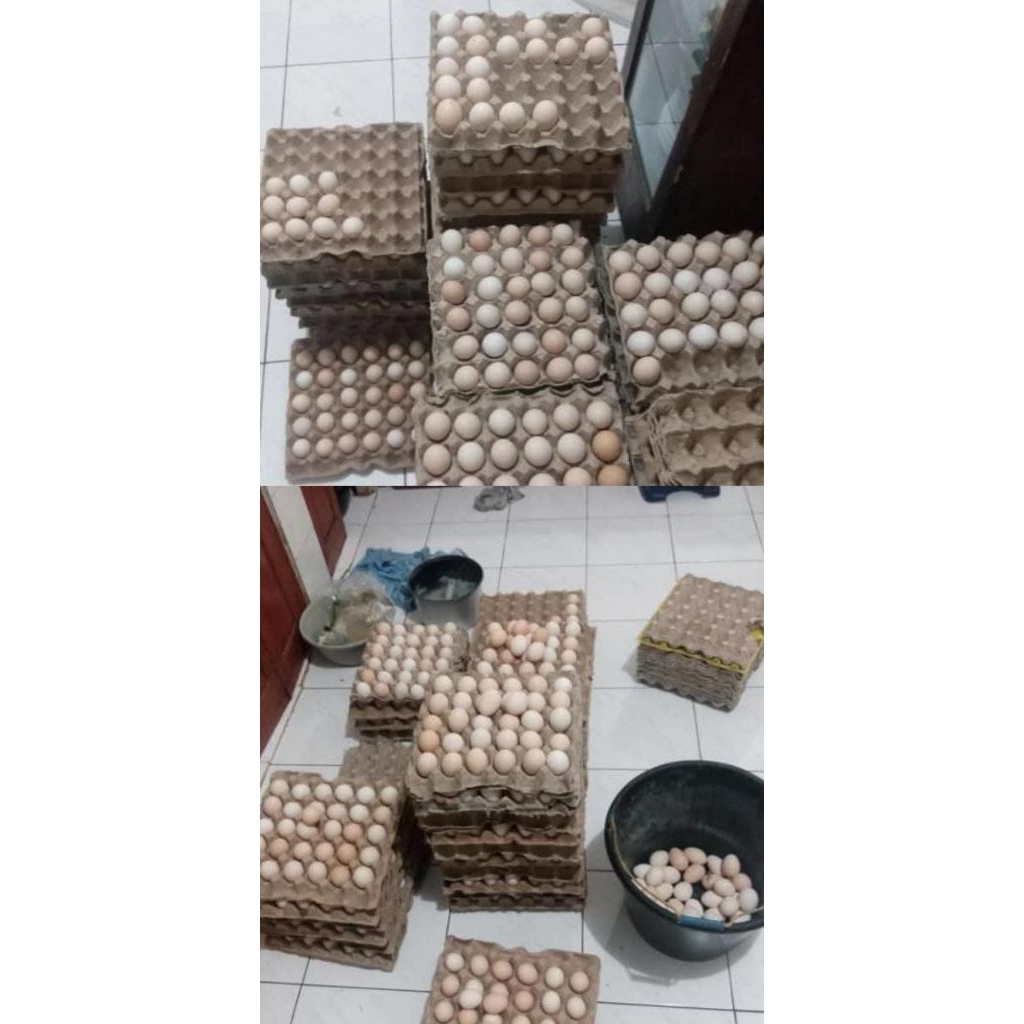 

telur ayam arab atau telur jamu