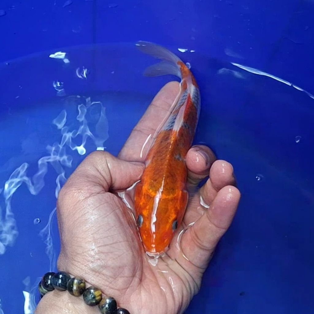 Ikan Koi Blitar Jenis Kujaku / Rumah Koi Jakarta / kode 002