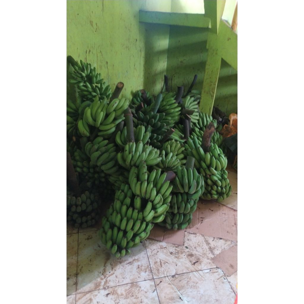 

pisang raja buluh 1sisir