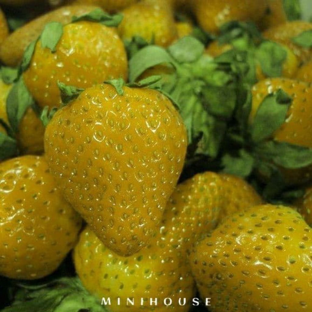 POHON BIBIT STRAWBERRY KUNING IMPORT