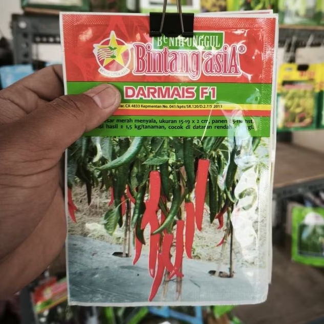 BENIH UNGGUL CABE BESAR CAP BINTANG ASIA DARMAIS F1 BUAH BESAR DAN HASIL MELIMPAH TAHAN TERHADAP PEN