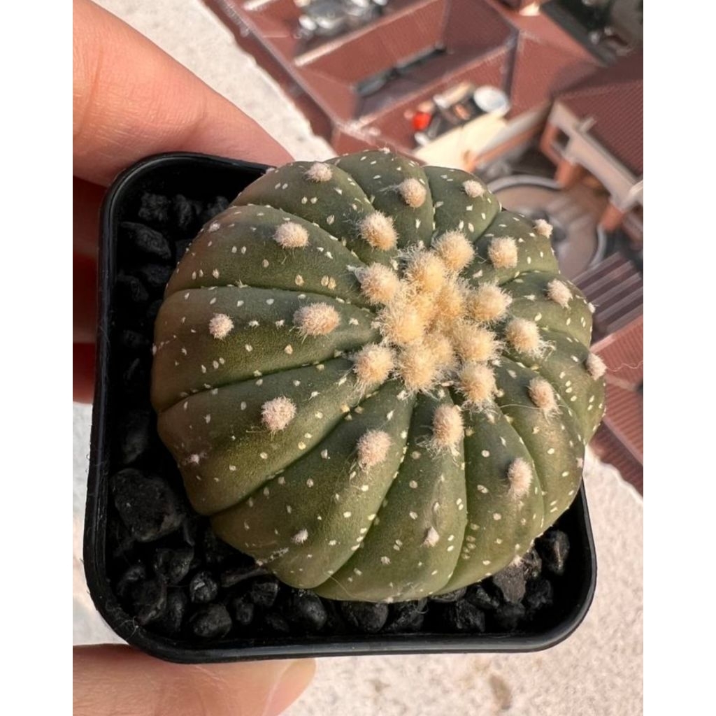 Astrophytum Multiribs